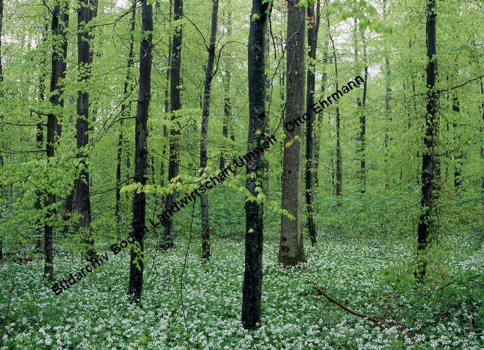 Laubwald%20im%20Fruehling%2011.jpg
